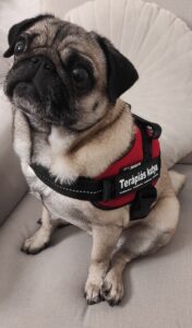 Teddy, terápiás kutya